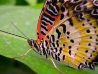 Das Bild zeigt einen wunderschönen Schmetterling.