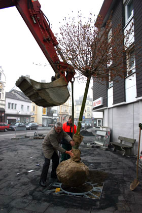 Das Bild zeigt die Baumpflanzung in der Luisenstraße