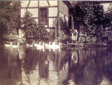 Das Bild zeigt Gänse auf dem Mühlengraben um 1930