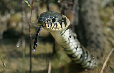 Das Bild zeigt eine Schlange