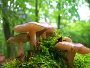 Das Bild zeigt Pilze im Wald